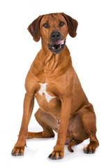 Rhodesian Ridgeback schleckt sich das Maul