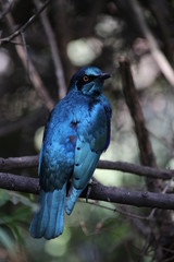 Blue bird in tree