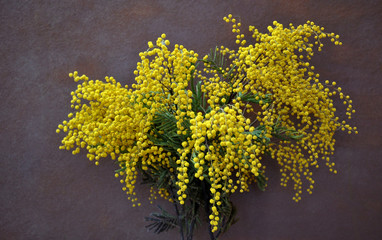 natural mimosa on neutral background