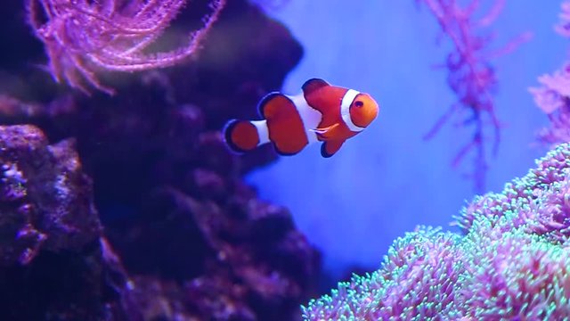 Closeup of beautiful vibrant orange and white clownfish swimming alone in aquarium water at soft pink corals background. Amphiprion ocellaris. Real time hd video footage.