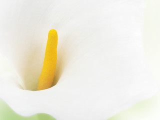 White and yellow calla flower background