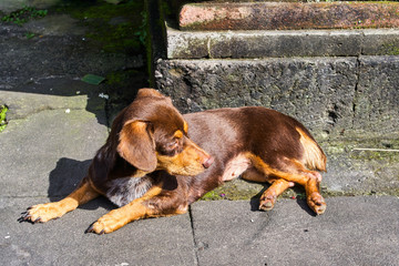 Small cute dog is relaxing near Ubud Hindu temple, Bali island, Indonesia