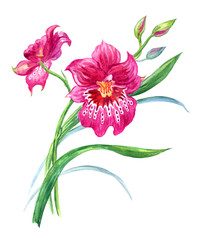 Orchid Miltonia, watercolor drawing on a white background isolated with clipping path.