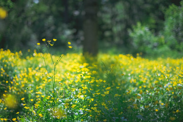 landscape photography of fresh spring garden nature with petal yellow flowers in field, natural floral background. Summer green lush grass meadow with soft blooming flowers. Nature and ecology concept
