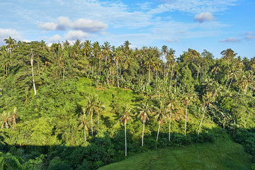 Obraz premium Beautiful aerial view of Ubud jungle on Bali island, Indonesia