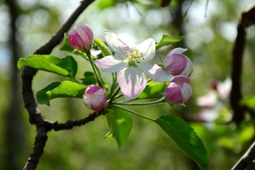 Apfelbaumblüte, Blütezeit in Südtirol