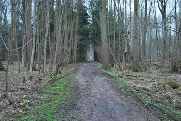 Waldweg Dunkel