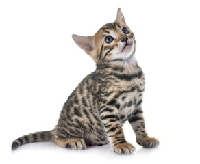 bengal kitten in studio