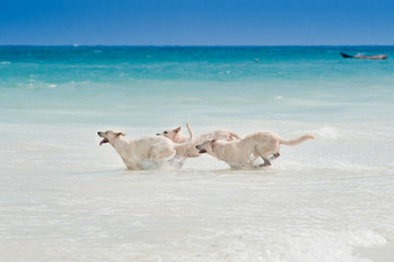Obraz premium Three dogs playing and splashing in water at the beach