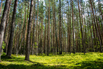 Summer in the pine forest, Belarus