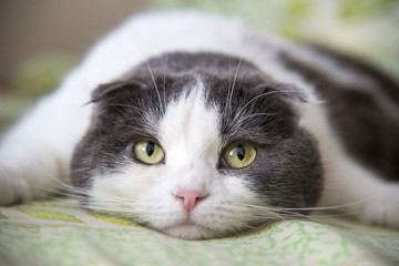 A tired funny cat lies on the belly on the bed