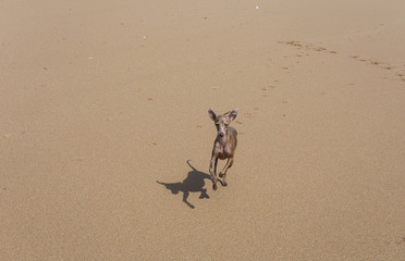 Little italian greyhound dog in the beach