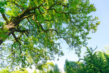spreading branches of a mighty tree on the background of a blue sky