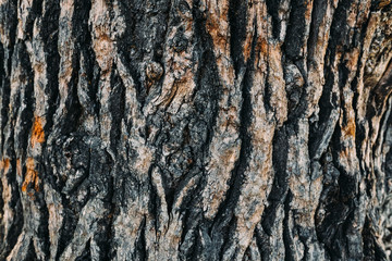 bark of wood with humps and furrow. the bark of an old tree