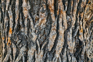 brown and gray bark of old oak. close-up of an interesting pattern