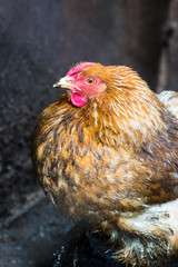 Chickens on the farm. Toned, style, color photo.
