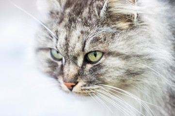Portrait of a gray rural cat.