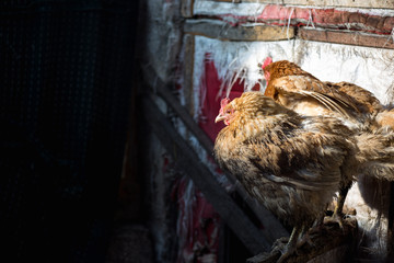 Chickens on the farm. Toned, style, color photo.
