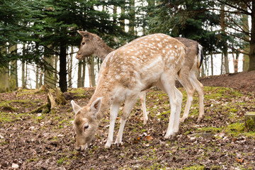 Naklejka na ściany i meble Two deer in the forest
