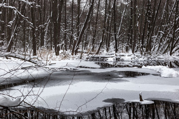 Beautiful flooded forest in winter time.