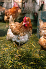 Chickens on the farm. Toned, style, color photo.