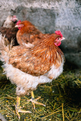 Chickens on the farm. Toned, style, color photo.