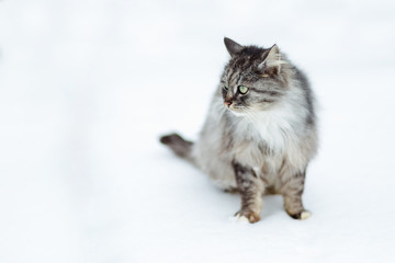 Portrait of a gray rural cat in winter.