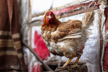 Chickens on the farm. Toned, style, color photo.