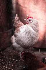 Chickens on the farm. Toned, style, color photo.
