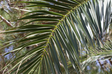 The leaves of the date palm. Natural natural background. Close-up.