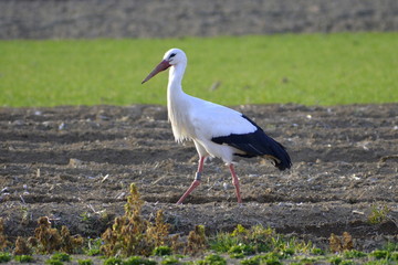Storch auf frisch gepflügtem Feld