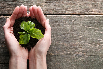 Female hands holding young plant on wooden table