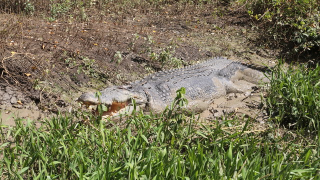 Australie Crocodile au repos