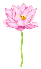 Beautiful Pink Lotus Flower. Watercolor illustration. Pure Water Blossom. Yoga, Zen Meditation Symbol. China and Japan Symbol. 