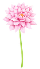 Beautiful Pink Lotus Flower. Watercolor illustration. Pure Water Blossom. Yoga, Zen Meditation Symbol. China and Japan Symbol. 