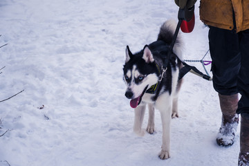 Husky dog with blue eyes. Owner with Siberian husky in snow.