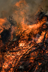Forest fire. Burned trees after wildfire, pollution and a lot of smoke.