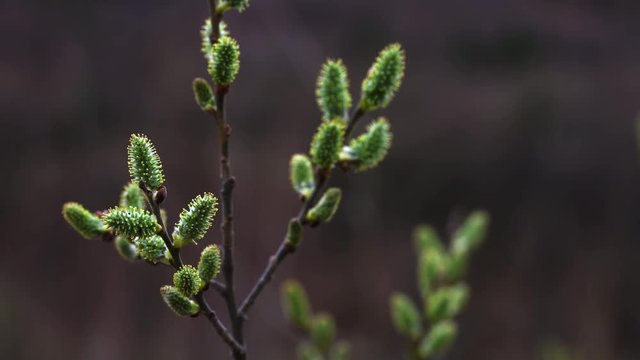 Man touches Pussy Willow-Salix cinerea on wind - (4K)