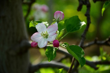 Apfelblüte in Südtirol, Kartenmotiv