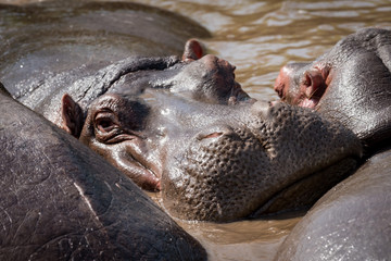 Close-up of hippopotamus facing camera in pool