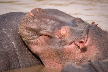 Close-up of hippopotamus in pool on another