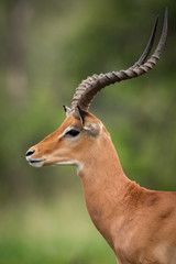 Naklejka na ściany i meble Close-up of male impala standing in grassland