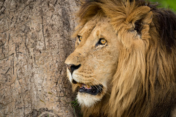 Close-up of male lion beside tree trunk