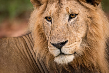 Fototapeta na wymiar Close-up of male lion head and back