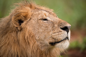 Fototapeta na wymiar Close-up of male lion head and mane