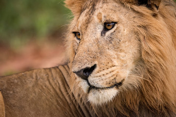 Close-up of male lion looking over shoulder