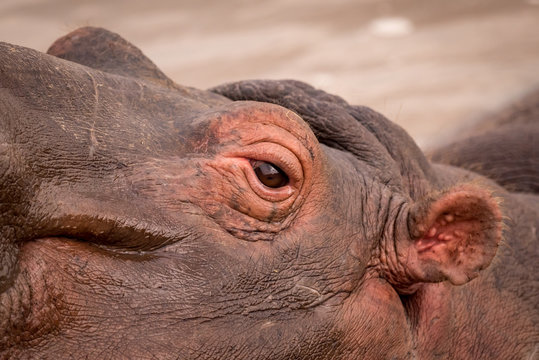 Close-up of eye and ear of hippopotamus