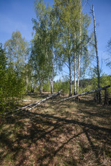 Fototapeta na wymiar Spring birch forest.
