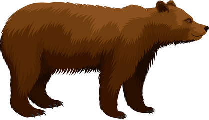 vector brown grizzly bear