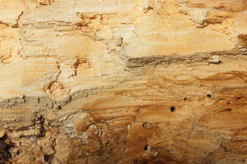 Wooden texture in sunlight, broken tree, abstract natural pattern, blank for a designer, closeup